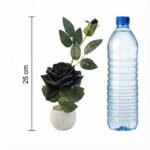 Artificial black rose plant in decorative white pots for table and home decor